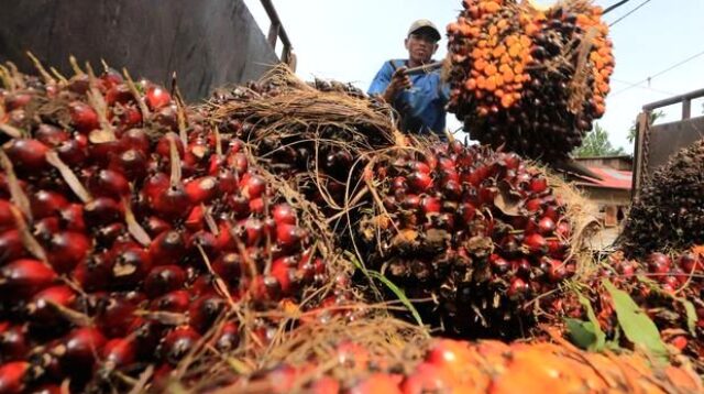 Ilustrasi perkebunan kelapa sawit rakyat di Indonesia yang berpotensi terdampak aturan sertifikasi ISPO.