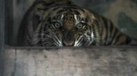 7f958c0dee1da387d5e84d62d6589cbc.jpg Ilustrasi harimau sumatra di habitat hutan tanaman industri kawasan Riau