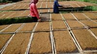 8bb6cf032717afed3c62cd5977018f10.jpg Petani tembakau sedang memeriksa kualitas daun tembakau hasil panen di lahan pertanian