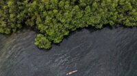 Relawan menanam bibit mangrove di pesisir pantai sebagai bagian dari program rehabilitasi ekosistem BNI