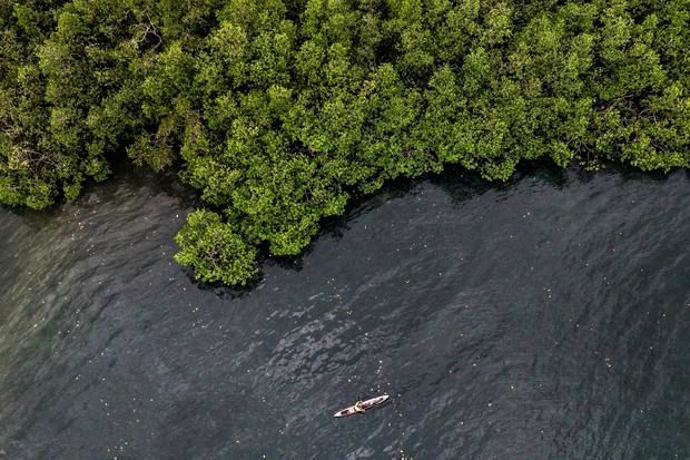 Relawan menanam bibit mangrove di pesisir pantai sebagai bagian dari program rehabilitasi ekosistem BNI