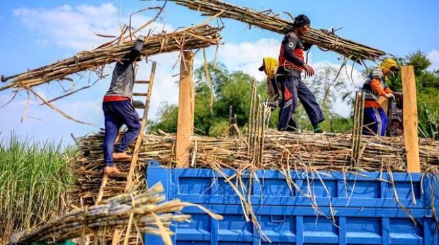 Lahan perkebunan tebu yang luas sebagai bahan baku utama industri pengolahan gula nasional.