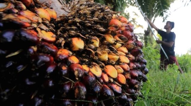 Tumpukan buah kelapa sawit segar di perkebunan untuk bahan baku minyak kelapa sawit mentah CPO