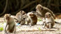 Monyet ekor panjang atau makaka di habitat penangkaran untuk keperluan riset