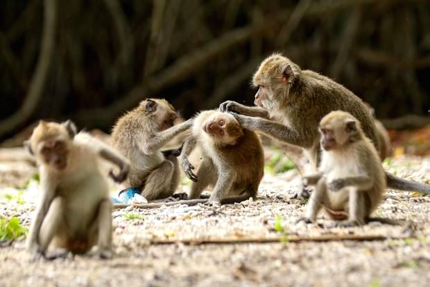 Monyet ekor panjang atau makaka di habitat penangkaran untuk keperluan riset