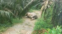 Anak gajah sumatra bernama Yuna di Pusat Pelatihan Gajah Saree, Aceh.