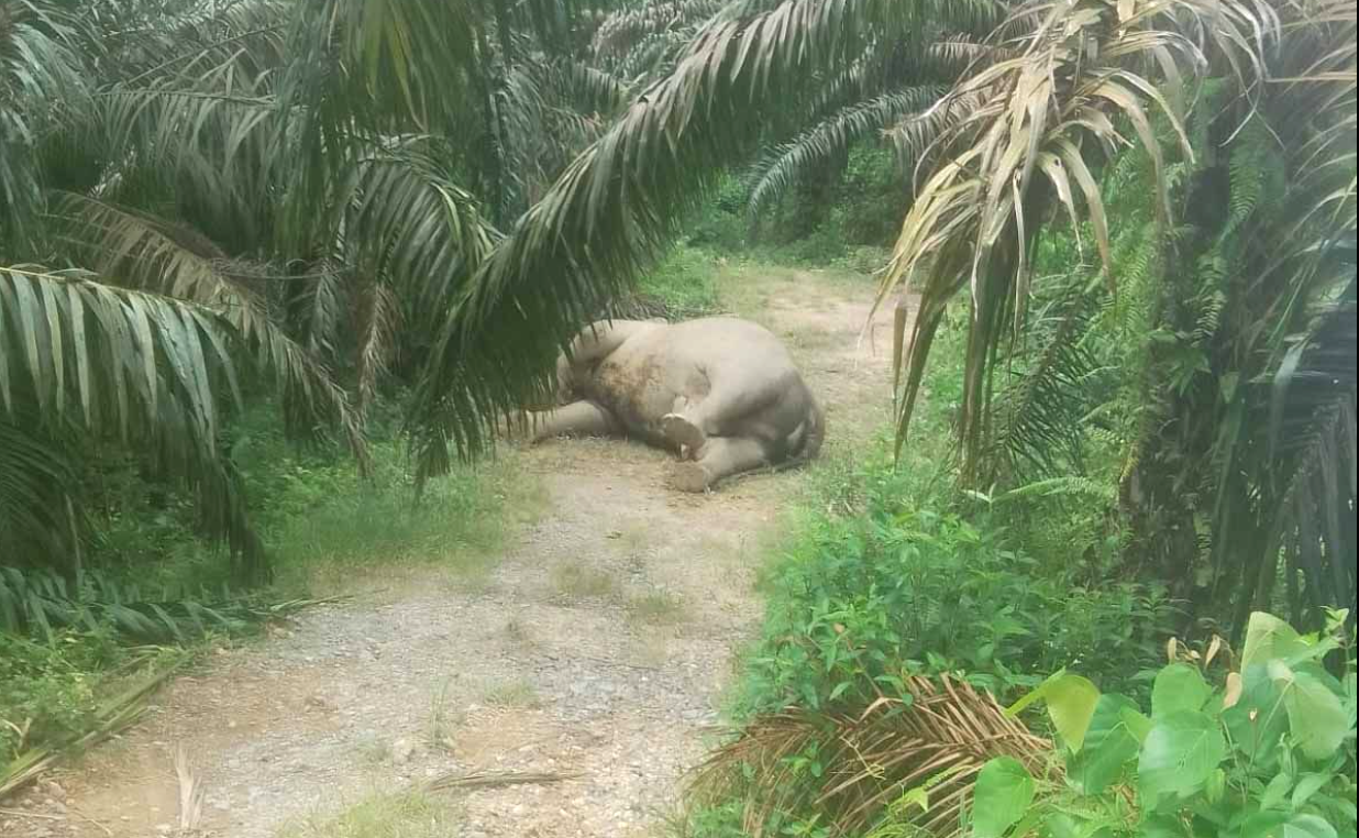 Anak gajah sumatra bernama Yuna di Pusat Pelatihan Gajah Saree, Aceh.