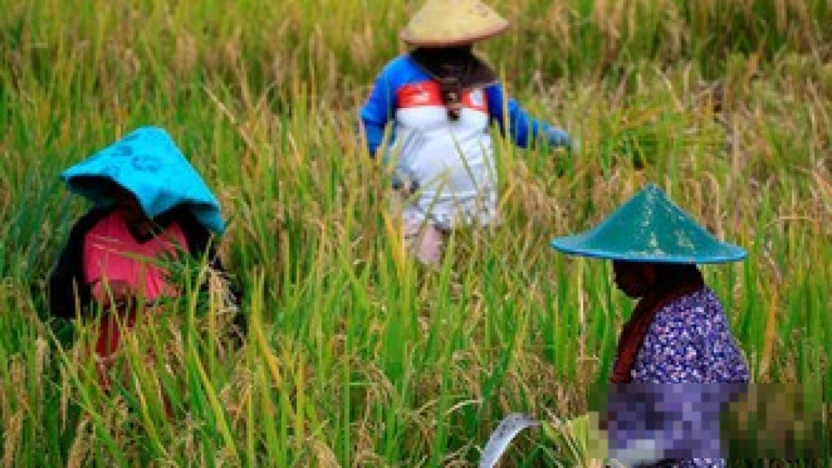 Komisi IV DPR Soroti Lahan Sempit yang Menghambat Kesejahteraan Petani Indonesia
